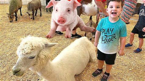 animal farm petting zoo.